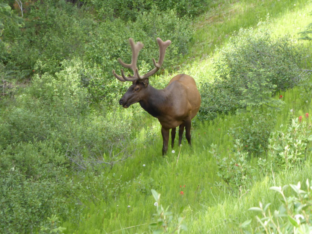 Canada Occidentale: incontro con Moose