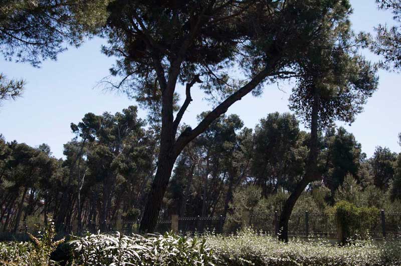 La pineta di Pescara