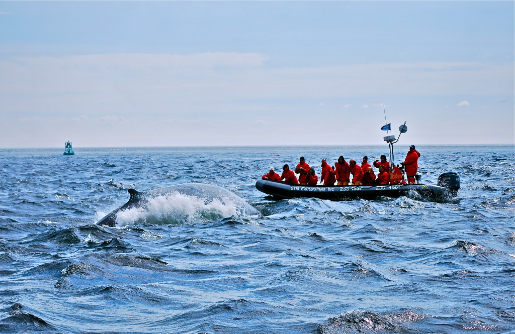 Tadoussac, avvistamento balene