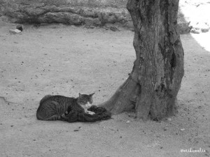 Un gatto incontrato nel Castello di Lisbona